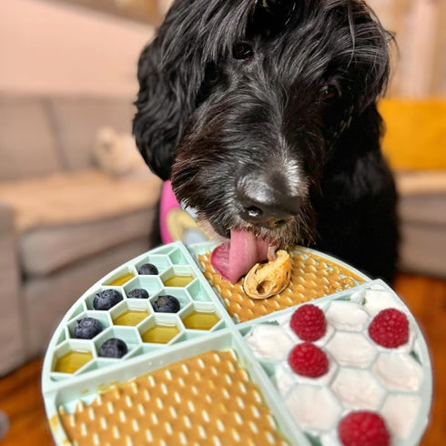 6 Pack Packs, 100% (4oz Packs) BUDDY BUDDER Mixed Flavor Squeeze Natural Dog Peanut Butter, Healthy Peanut Butter Dog