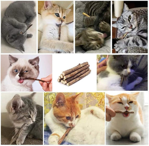 20 PCS Cat Catnip Sticks, Natural Matatabi Silvervine Sticks - Molar Tools Kitten Chew Toy
