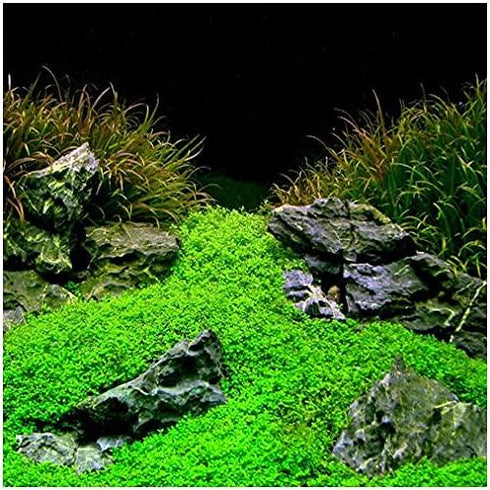 2 1 Micranthemum Monte Carlo Easy Live Aquarium Plant Buy Get
