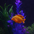 Tnfeeon 4PCS Luminous Simulation Fish, Colorful Silicone Floating Tropical Fish Aquarium Decoration Ornament