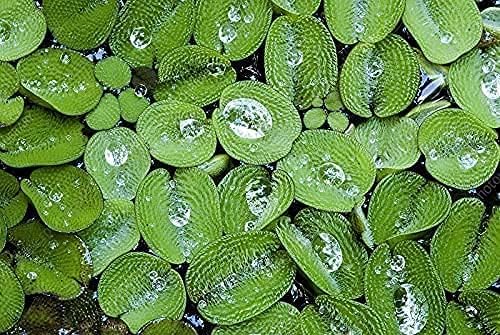 TMD Fishkeeping 12 Water Spangles (Salvinia Minima) Live Floating Plants for Aquarium or Pond