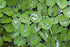 TMD Fishkeeping 50 Water Spangles (Salvinia Minima) Live Floating Plants for Aquarium or Pond by TMDFishKeeping