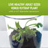 Store 4.5" Venus Fly Trap Live Plant with Pink Terrarium + Carnivorous Plants Food Bundle with Feeding Tweezers