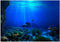 Zerodis Seaworld Aquarium Background, PVC Adhesive Double Sided Poster Sticker Fish Decoration