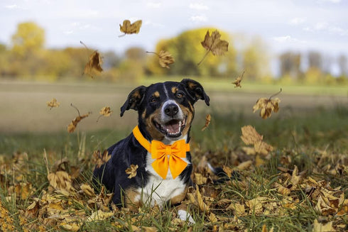 Maca Bates Dog Collar with Bow Bowtie - Solid Colors Adjustable Breakaway Yellow Collars for Dogs, Birthday Gift