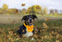 Maca Bates Dog Collar with Bowtie for Dogs, Adjustable Breakaway Yellow Collars for Small Medium Large XL