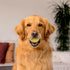 Playology Squeaky Dog Toy, Durable Rubber Interactive Fetch Ball, Chicken Scented for Medium Dogs, Non-Toxic Floating