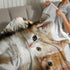 PALNKART 40x50in Cute Cat Flannel Blanket for Sofa Bed Travel Camping Chair, Soft Warm Lightweight Multifunctional Gift