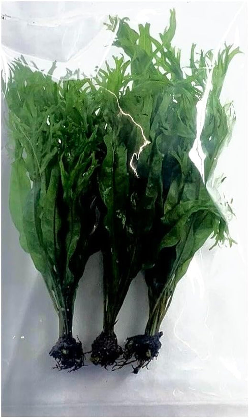 3X Marcus Fish Tanks Java Fern Windelov Microsorum pteropus Lace Java Fern Live Aquarium Plant Planted Tank Beginner