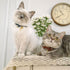 PetSoKoo Cute Bowtie Cat Collar with Bell, Red - Japanese Stylish Bowknot & Fish Charm, Safety Breakaway