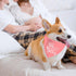 2 Pack Big Sister Big Brother Dog Bandanas, Adjustable Double Sided Pet Bandana for Pregnancy Announcement, Triangle