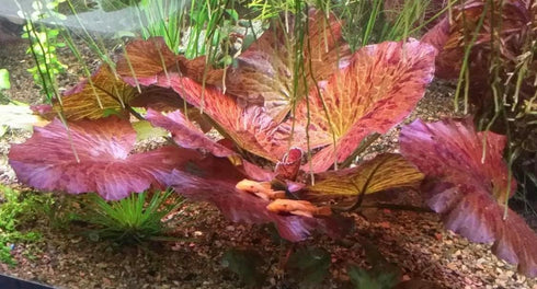 3X Marcus Fish Tanks - Tiger Lotus Lily Nymphaea Lotus - Live Aquarium Plants - Freshwater Aquatic Plant