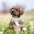 Bling Rhinestone Dog Collar Soft Comfortable Stylish Dog Collar with Bright Reflective Stripe Premium Adjustable Diamond Crystal Pet Collar for Small Medium and Large Dogs (M, Green)