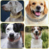 Rose Gold Chain Dog Collars for Medium Dogs, Glitter Rhinestone Sparkly Diamond Metal Bling Necklace for Small Medium