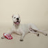 Fringe Studio Plush Dog Toy, Durable, What's Poppin' (729061) Small