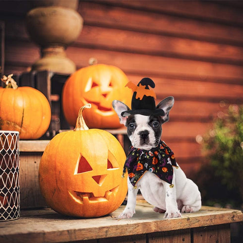 EXPAWLORER Dog Halloween Costumes - Collar with Bells and Wizard's Hat Set, Black