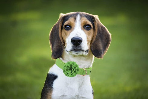 Elegant little tail Green Leather Dog Collar, Durable Flower Pattern Bow Tie for X-Small Dogs and Cats