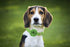 Elegant little tail Green Leather Dog Collar, Durable Flower Pattern Bow Tie for X-Small Dogs and Cats