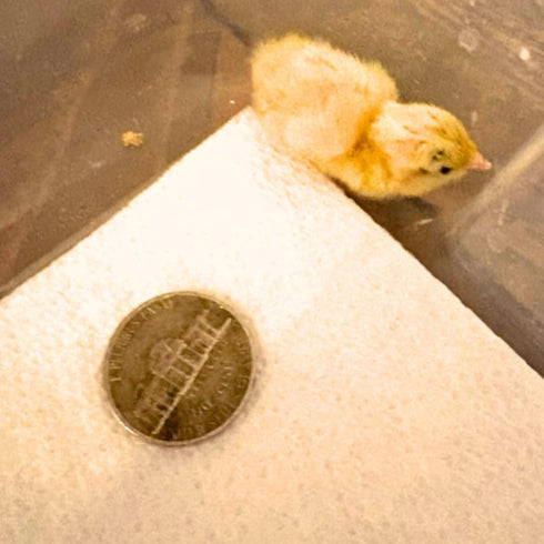 (24, Undique Button Quail Eggs for Hatching - Chinese and King Button Quail, Silver, Dark V, hens Choice Mix Button)