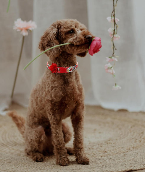 Floral Dog Collar for Large Dogs, Designer Girl Dog Collar with Flower Bow, Quick Release Dog Wedding Collar