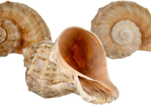 3 2"-3" 1.75"-2" Hermit Crab Shells | Shells for Hermit Crabs | Rapana Shells | Opening Size Approx. | Hermit Crab