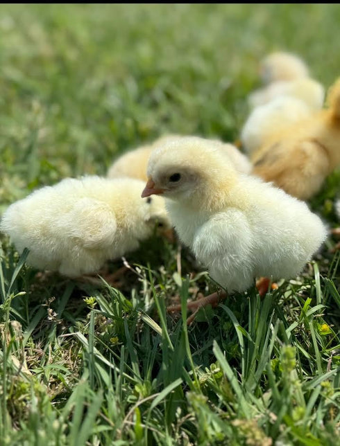 Generic 10+ Premium Fresh & Fertile Chicken Hatching Eggs Rainbow Assortment Mix, Tater's Farm NPIP Certified