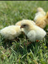 Generic 10+ Premium Fresh & Fertile Chicken Hatching Eggs Rainbow Assortment Mix, Tater's Farm NPIP Certified