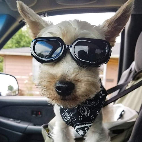 PETLESO Dog Goggles for Small Breed, Eye Protective Sunglasses for Outdoor Riding, Black
