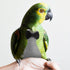 4Pcs balacoo Washable Bird Diapers Reusable Lightweight Flight Suit Liners Breathable Skin-Friendly Bird Costume