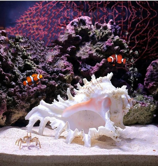5.5‘’ to 6.3‘’ Large Natural Conch Shell Fish Tank Hideout, Natural Sea Shells