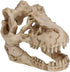2Pcs Small Resin Dinosaur Skull Skeleton Aquarium Decoration, Fish Tank Cave for Reptile House