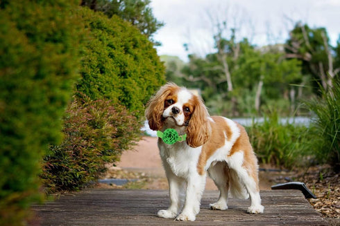 Elegant little tail Green Leather Dog Collar, Durable Flower Pattern Bow Tie for X-Small Dogs and Cats