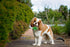 Elegant little tail Green Leather Dog Collar, Durable Flower Pattern Bow Tie for X-Small Dogs and Cats