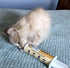 100cc 10 7 100cc) Under The Weather Pet | Ready Cal for Cats | High Calorie Supplement | Cat Weight Gainer and High