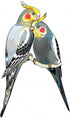 Wallmonkeys Cockatiels Peel and Stick Wall Decals - 18 in H x 11 in W - Small