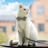 SLSON 2 Pack Breakaway Cat Collar with Bell and Bow Tie, Adjustable Plaid Kitten Collar for Cats and Small Dogs