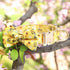 Beirui Soft Comfy Dog Bow Tie Collar with Multicolor Patterns, Cute Collars with Metal Buckle for Small Medium Large