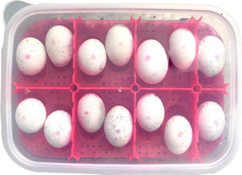 Reptile Breeding Box OMEM, Lizard Incubation Box, Suitable for Hatching Snake, Lizards, Reptiles, Black