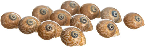 12 3/4"- 1.5" Hermit Crab Shells | Turbo Shells | Natica Lineata Shells | Hermit Crab House for Dcor | Plus Free