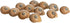 12 3/4"- 1.5" Hermit Crab Shells | Turbo Shells | Natica Lineata Shells | Hermit Crab House for Dcor | Plus Free