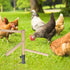 Kalekey Chicken Perch Toy for Coop, Chicken Perch Stand Wooden with Metal Ground Plug, Roosting Bar for Chicken Coop