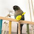 DQITJ 9 Hammer Hammer Pcs Colourful Mini Ball Sand Parrot Rattle Shaker Musical Sound Toy Intelligent Sand Foot Toy