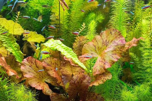 Live Aquarium Plants - Red Flame Sword, Alternanthera Reineckii & Red Tiger Lotus Bundle - Easy Freshwater Plants