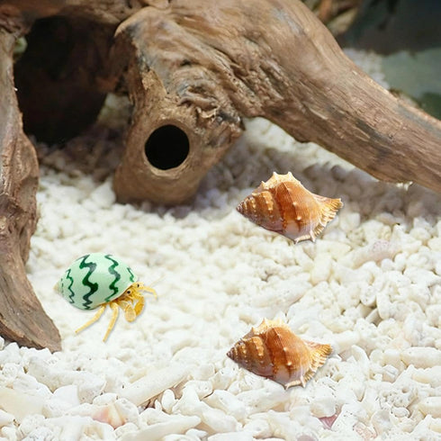 luchike 1.18" 1.97" Hermit Crab Shells Yellow Small Sea Conch Size - Seashells Accessories Decorations for Hermit Crab
