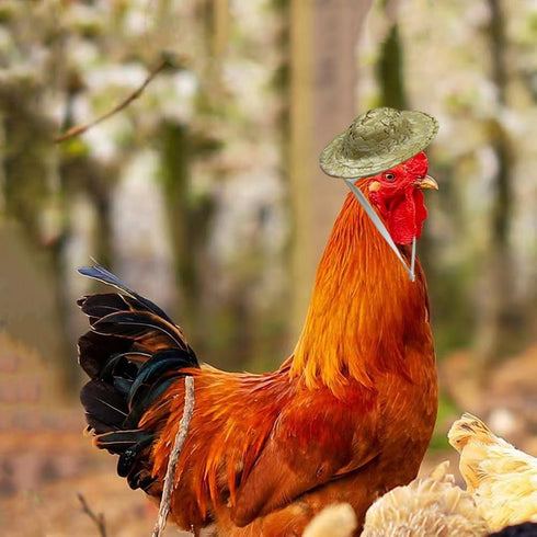 3Pcs Chicken Hats for Hen, Mini Hamster Pet Chicken Top Hat with Adjustable Chin Strap, Funny Costumes for Birds