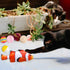 Cat Toys Variety Pack - 20 Pieces & Pet Gifts for Christmas