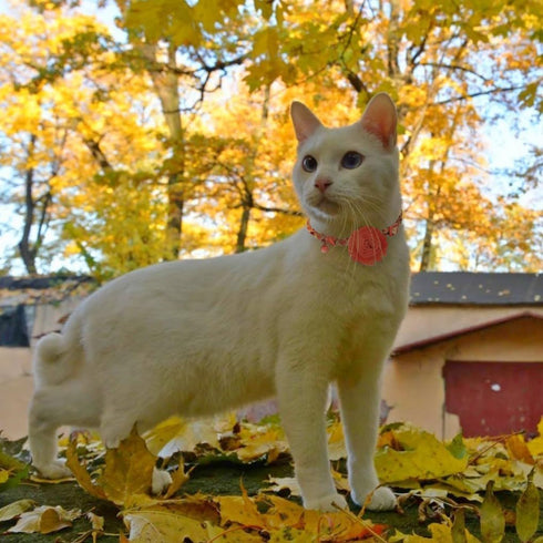Fall Cat Collar Flower - Dog Collars Charms for Thanksgiving Pet Accessories