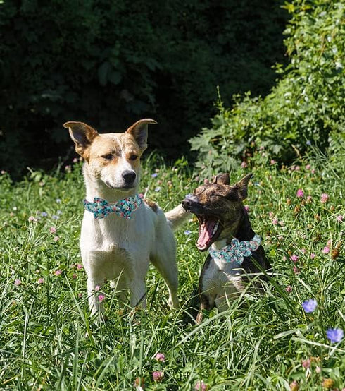 Unique Style Paws Dog Collar with Flower, Adjustable Flower Pattern Collar for Small Medium Large Dogs