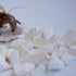 Begeterday 1.6oz Hermit Crab Accessories, Cuttlebone Small Particles for Hermit Crabs