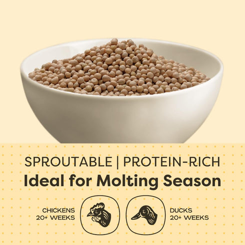 10 lbs 20% Scratch and Peck Whole Peas Chicken, Duck and Livestock Supplemental Grain - Bag - Protein, Certified